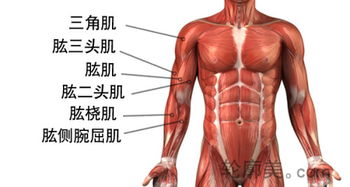 肌肉颤动预示吉凶，右胳膊跳动是吉是凶？