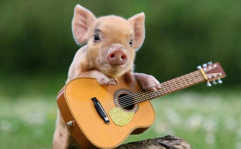 属猪人2026年五月有哪些吉星照耀？