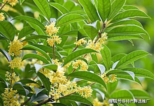 家里摆放桂花树对风水有好处吗？