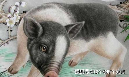 属猪和属龙财运如何？女属龙本命年送什么礼物表示祝福？