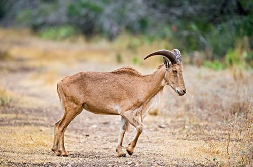 最不干净的动物对应生肖，是哪个生肖呢？
