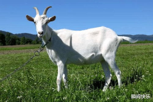 全力以赴，绝处逢生，生肖动物是啥？