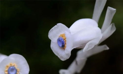 孕妇梦见蝴蝶飞，这究竟预示着什么吉祥的征兆呢？