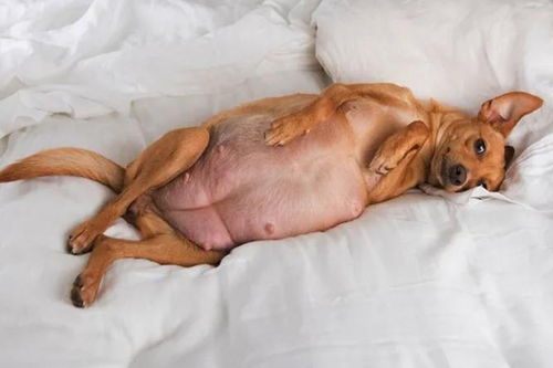 备孕期梦见狗胎预示要怀孕，怀孕梦到狗究竟有什么特殊含义？