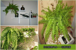 四、 风水植物的选择与应用艺术