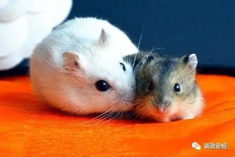 1996年属鼠与94年属狗和96年属鼠的婚配是否相合，有什么特别的讲究吗？