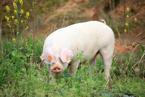 属猪女生午时出生是否会影响其命运吉凶？