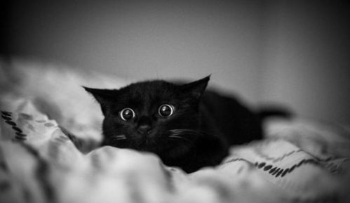 针对女性饲养黑猫的具体忌讳