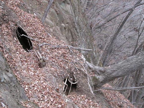 虎形地最佳风水，家宅靠山石应该如何选择？