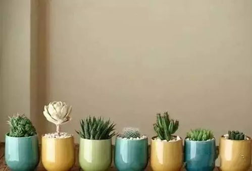 植物摆放：借助中药植物生机勃勃之嫩量改善气场