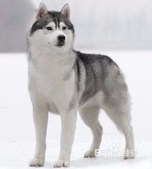 为什么《哈士奇》要叫《二哈》？原因是什么？