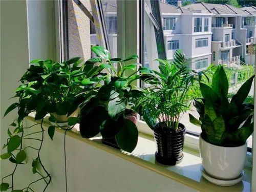 一、 办公室养花的风水禁忌概述