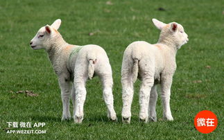 将邑犬群吠打一生肖，这个生肖尾巴长吗？