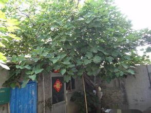 7. 音义相合的财富暗示