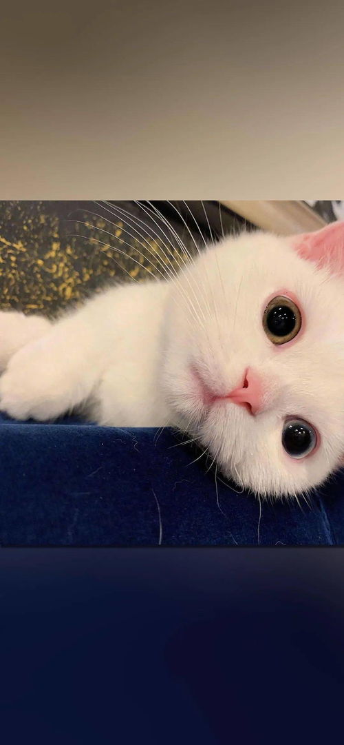 震耳欲聋对应生肖是哪个？ 蠢如木鸡对应生肖是哪个？