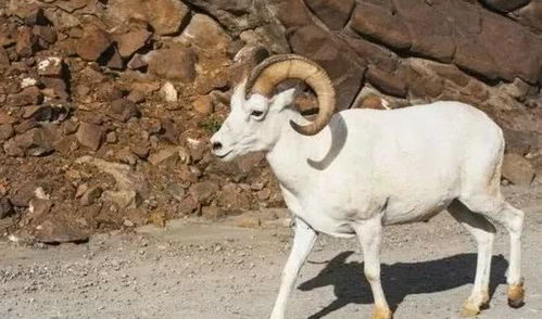 90后属羊的人究竟是在哪一年出生的？