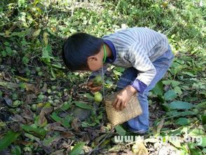 啊！那个诡异的核桃梦