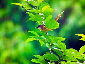 ：自然节律与宇宙气机的同频共振