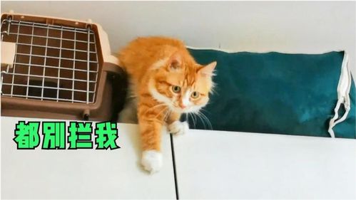 护身符出现背后隐含运势转变机制
