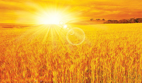 第二章 麦子的风水作用