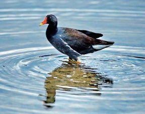 丰年生肖是哪个？丰年足客留鸡豚是什么意思？