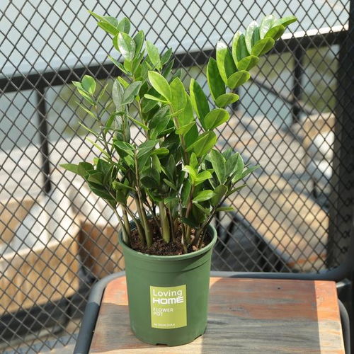 金钱树：财源广进之象征