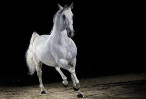 属马人的安康手机尾号具体是多少？有没有什么规律可循？