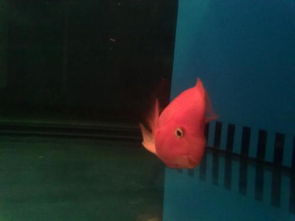 招财鱼睡觉时侧躺怎么办？有什么调整方法吗？