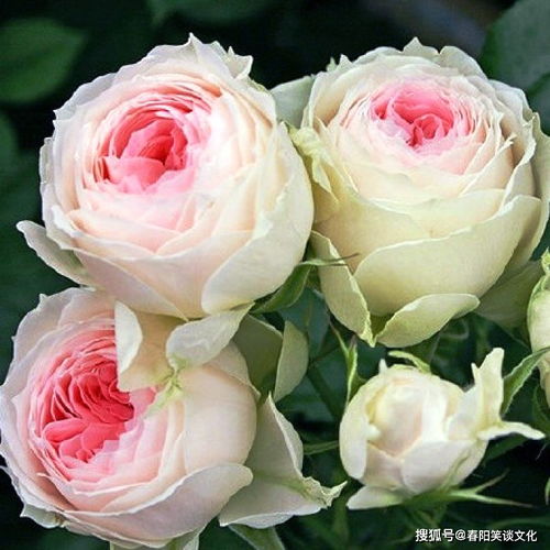 一、音律较大检阅：拼音、声调、韵脚乱弹