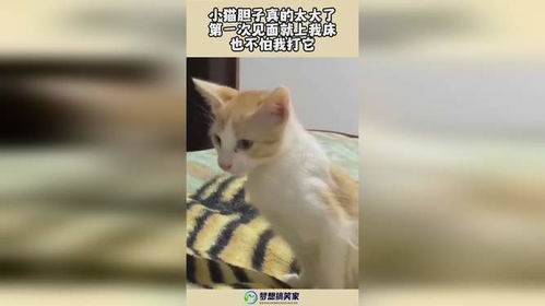 2. 记忆沉重构与时间段错位现象