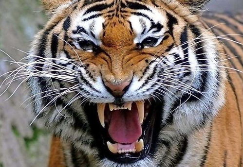 3）铎+晨——铎晨