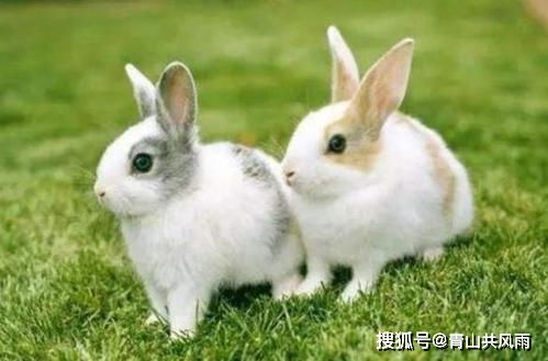 属兔女性2026年全年运势中，事业运如何？