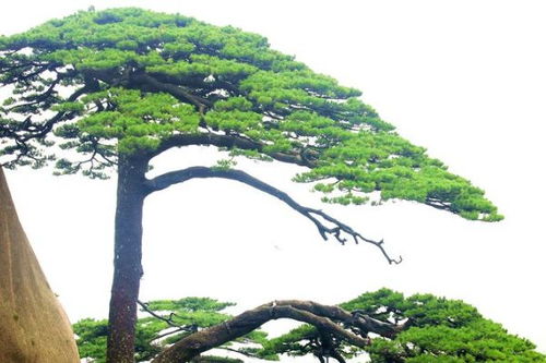 命运的玩笑：两种“金”的邂逅