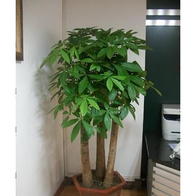 发财树：吉祥如意之增益