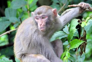 这群猴子到底啥来头？