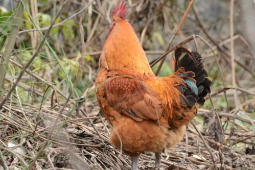 2026年属鸡人将遭遇哪些灾难？2025年下半年属鸡人会有血光之灾吗？