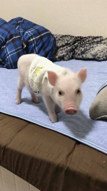 （二）属猪者的颜色指引