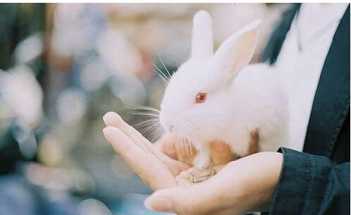 兔（温和内敛型）