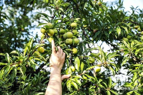 天呐！梦见满树李子竟然和人际关系有关？