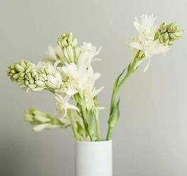 假连翘风水禁忌和白花风水禁忌分别有哪些需要注意的地方？