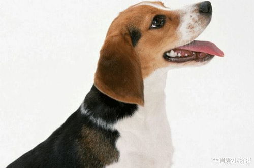 梦见众多狗狗，预示着什么好运即将降临？