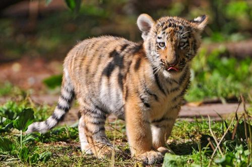 1974年属虎的人2026年下半年哪个月运势最危险？