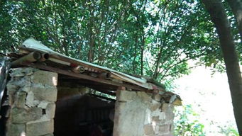 梦见别人家房梁上有两条蛇，这是怎么回事呢？