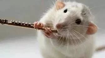 老鼠是哪年生肖？老鼠扛刀窝里横指的是哪个生肖年？