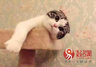 一、传统与现代的碰撞：名字的深层含义