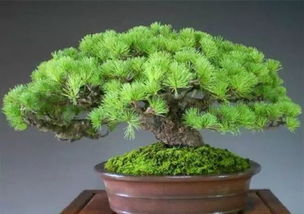 二、 土壤条件的名词化阐释及改良措施