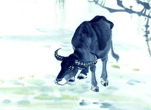 2021年出生属牛的孩子命运如何，属牛的男孩命运特点是什么？