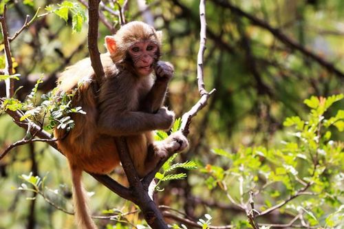 1992年属猴人在2026年的感情运势和整体运势分别如何？