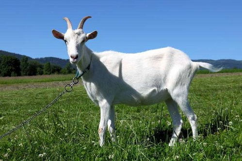 二、 未羊十二月事业运势之多维透视