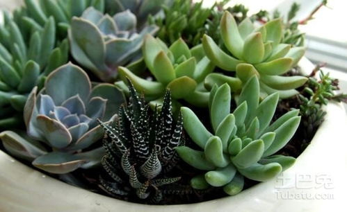 四、  健康守护与家庭和谐的植物布局